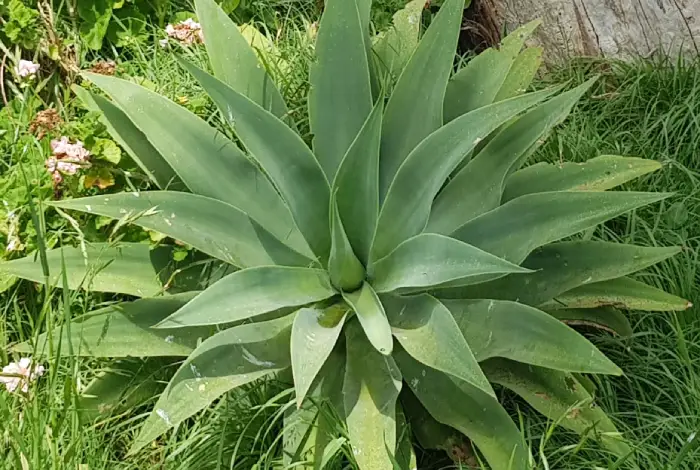 plantas agave