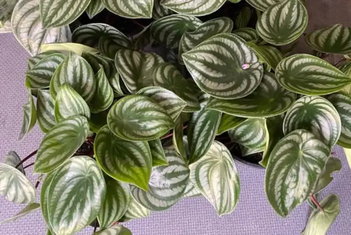 plantas peperomia