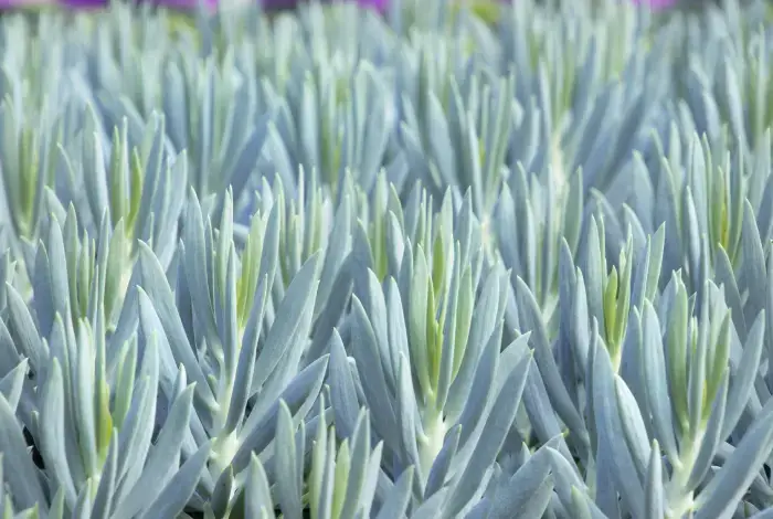 senecio azul