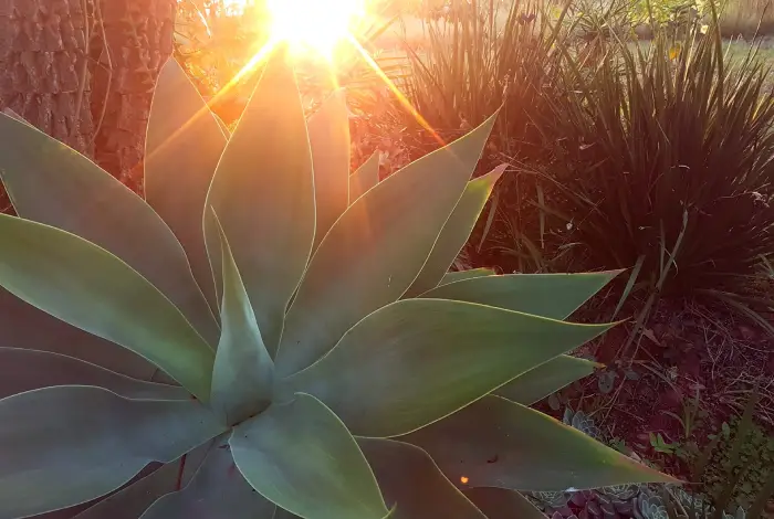 tipo de agave