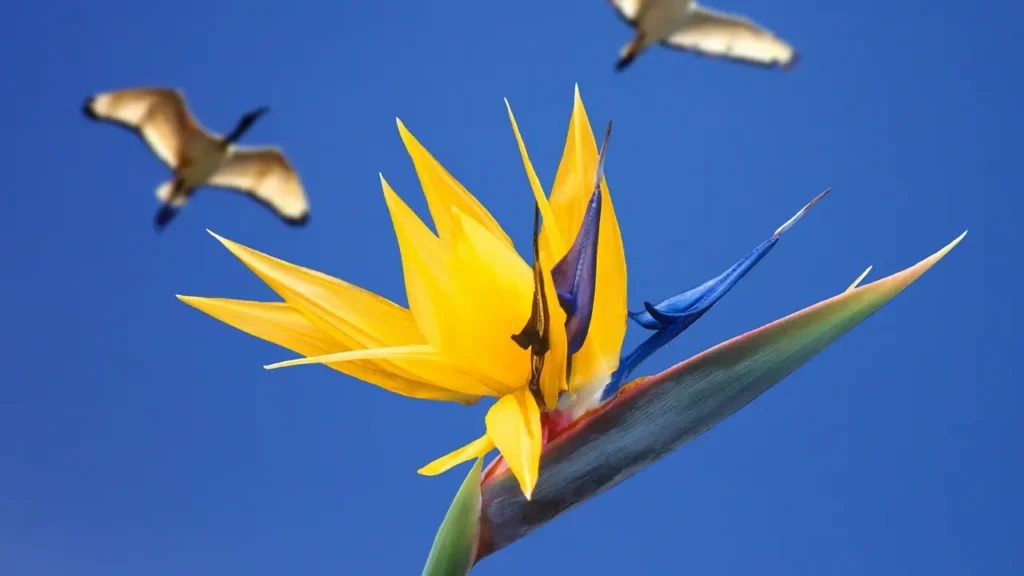 flor strelitzia