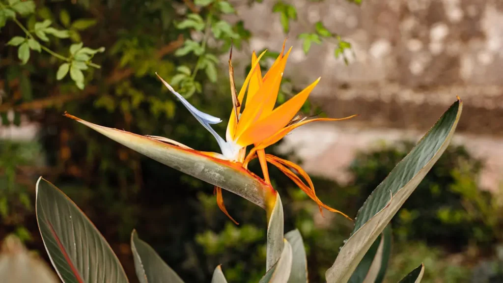 strelitzia flor