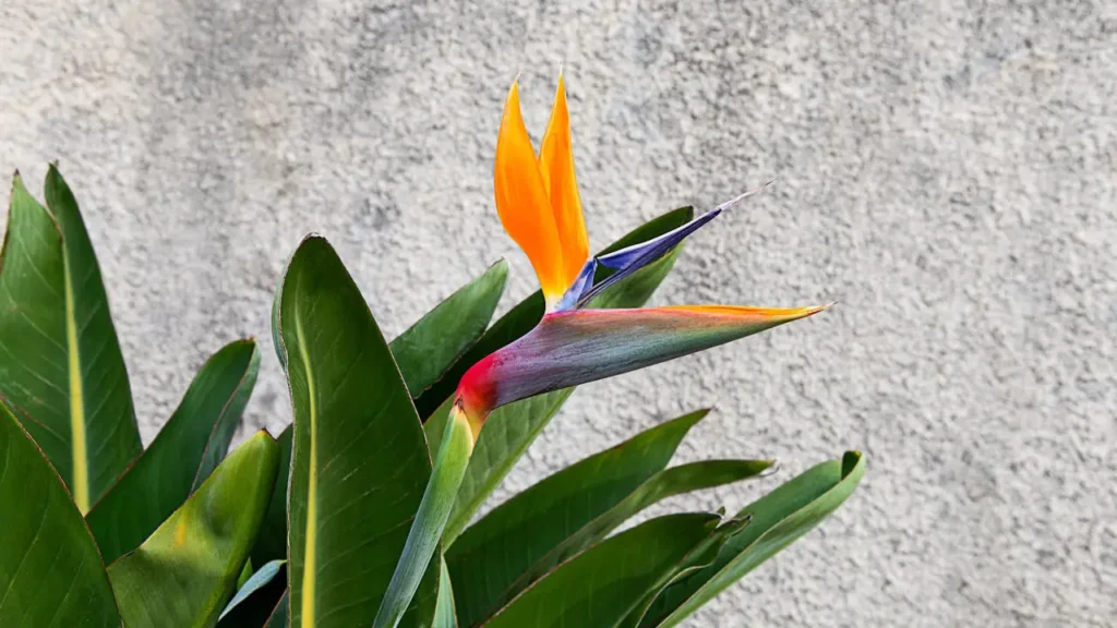 5 strelitzia planta