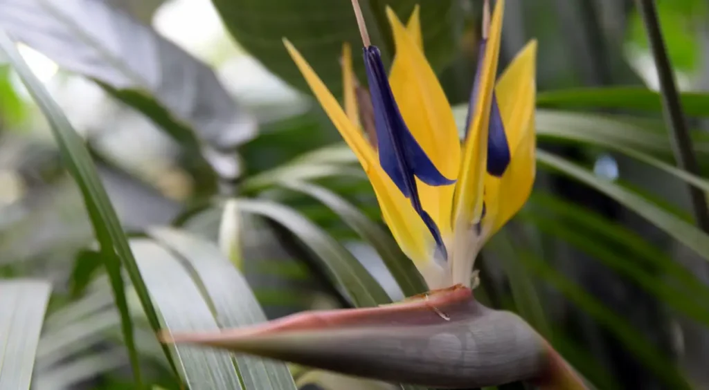 Strelitzia Nicolai