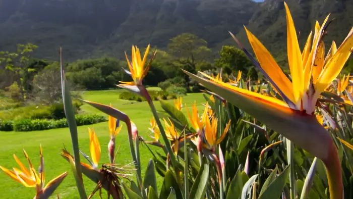 Strelitzia Reginae