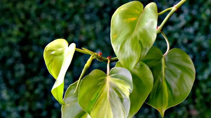 guaimbê plantas