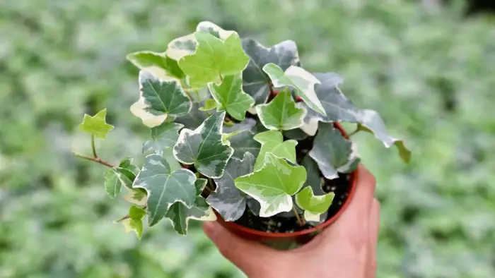 hedera planta