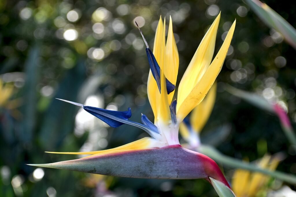 strelitzia- capa 1