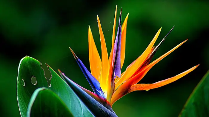 strelitzia em vaso