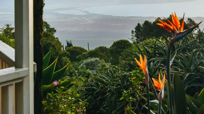 strelitzia paisagismo