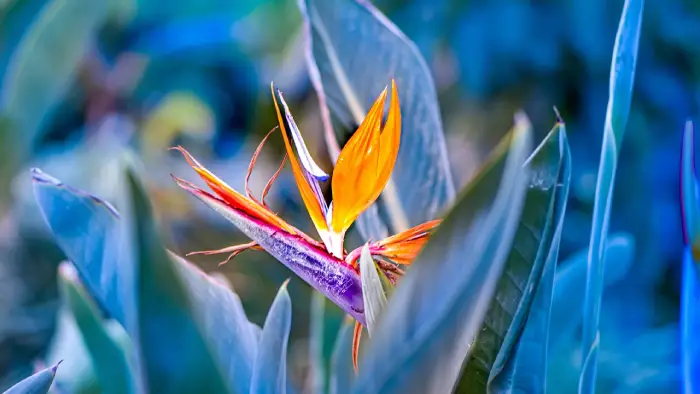 strelitzia reginae ave do paraíso