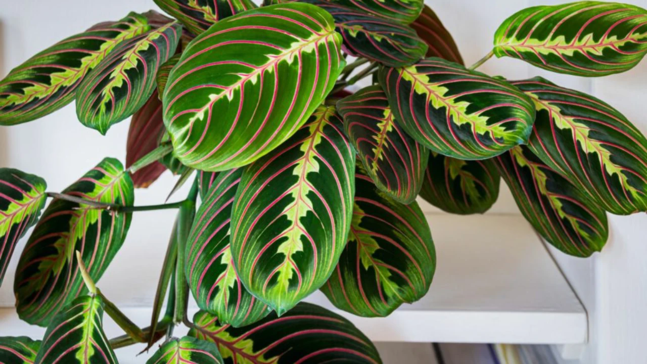 maranta leuconera