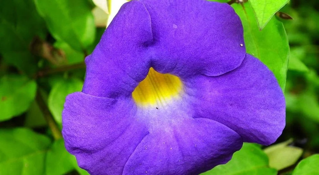 Alamanda Roxa