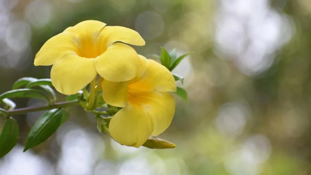 Alamanda amarela 2 flores
