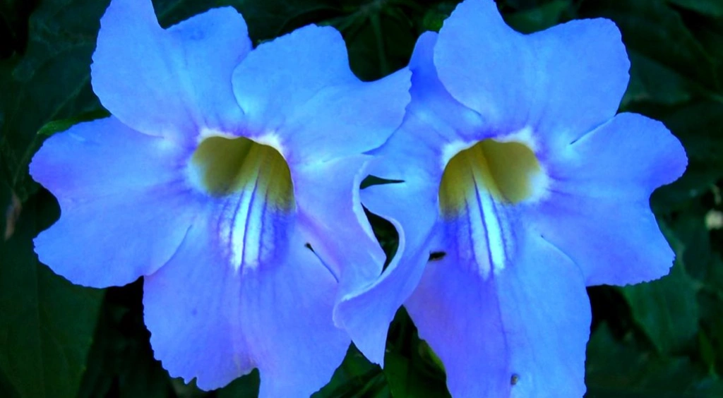 Alamanda azul