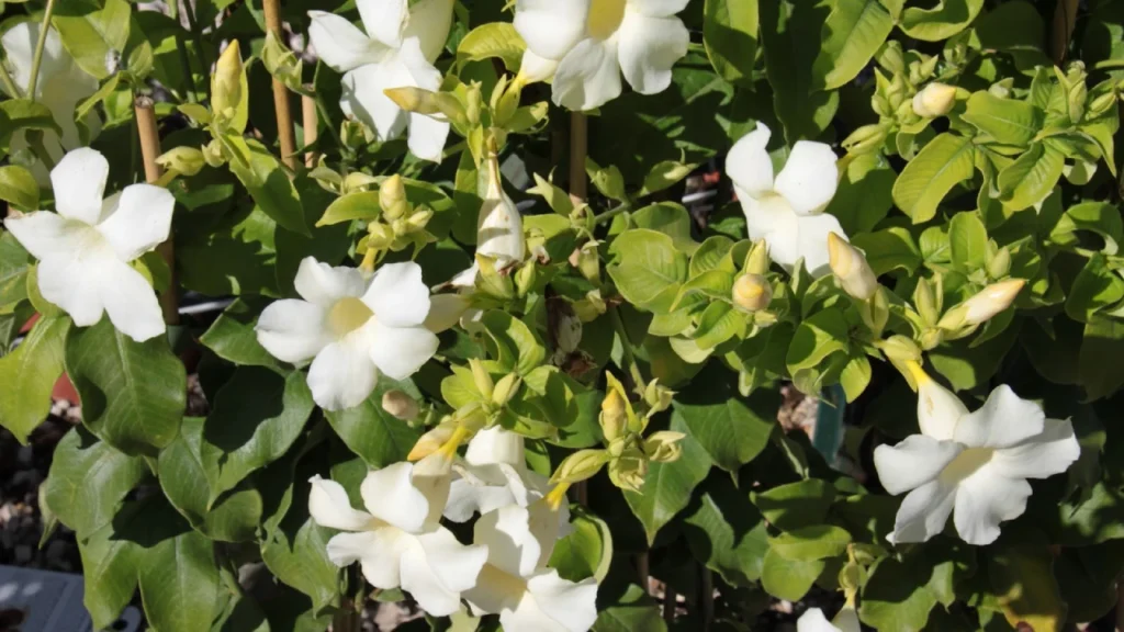 Alamanda branca