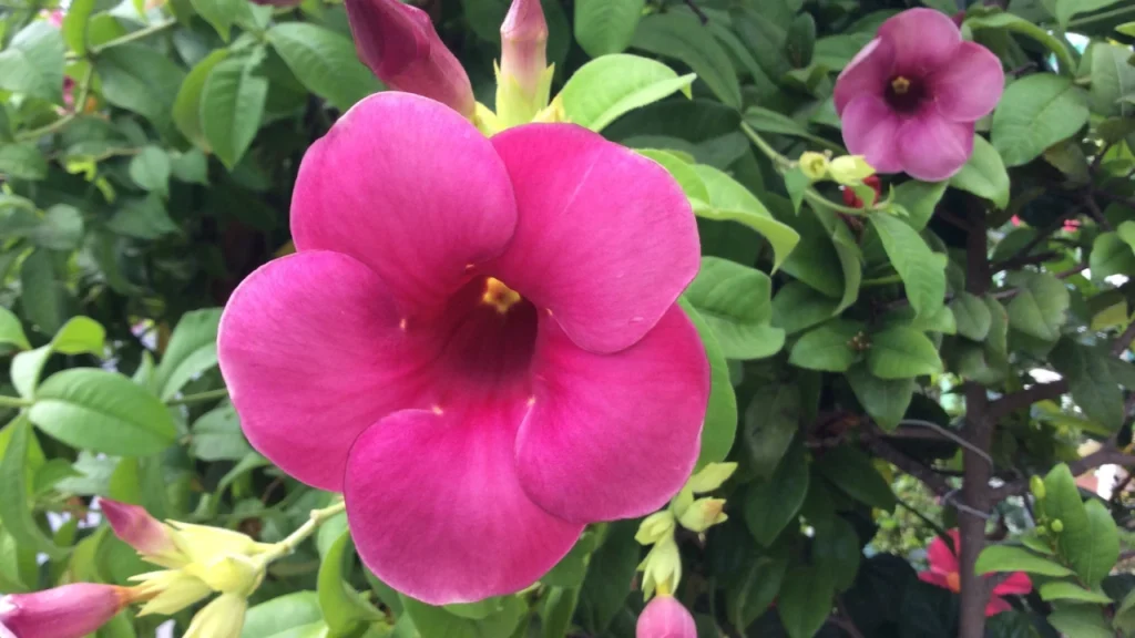 Allamanda blanchetti violacea