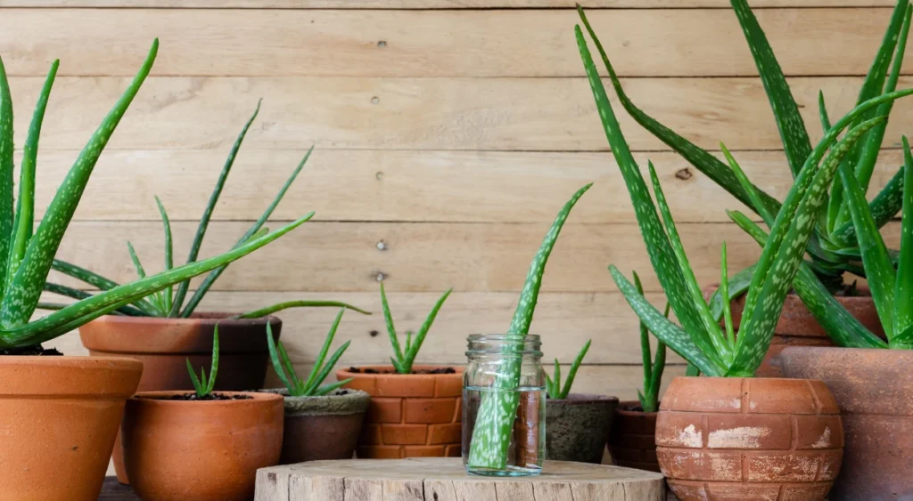 Aloe vera (Babosa) em vasos de barro