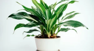 Aspidistra Elatior em vaso branco estiloso