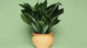 Aspidistra Elatior em vaso estiloso