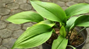 Aspidistra Elatior em vaso externo