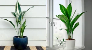 Aspidistra Elatior mosaico 2
