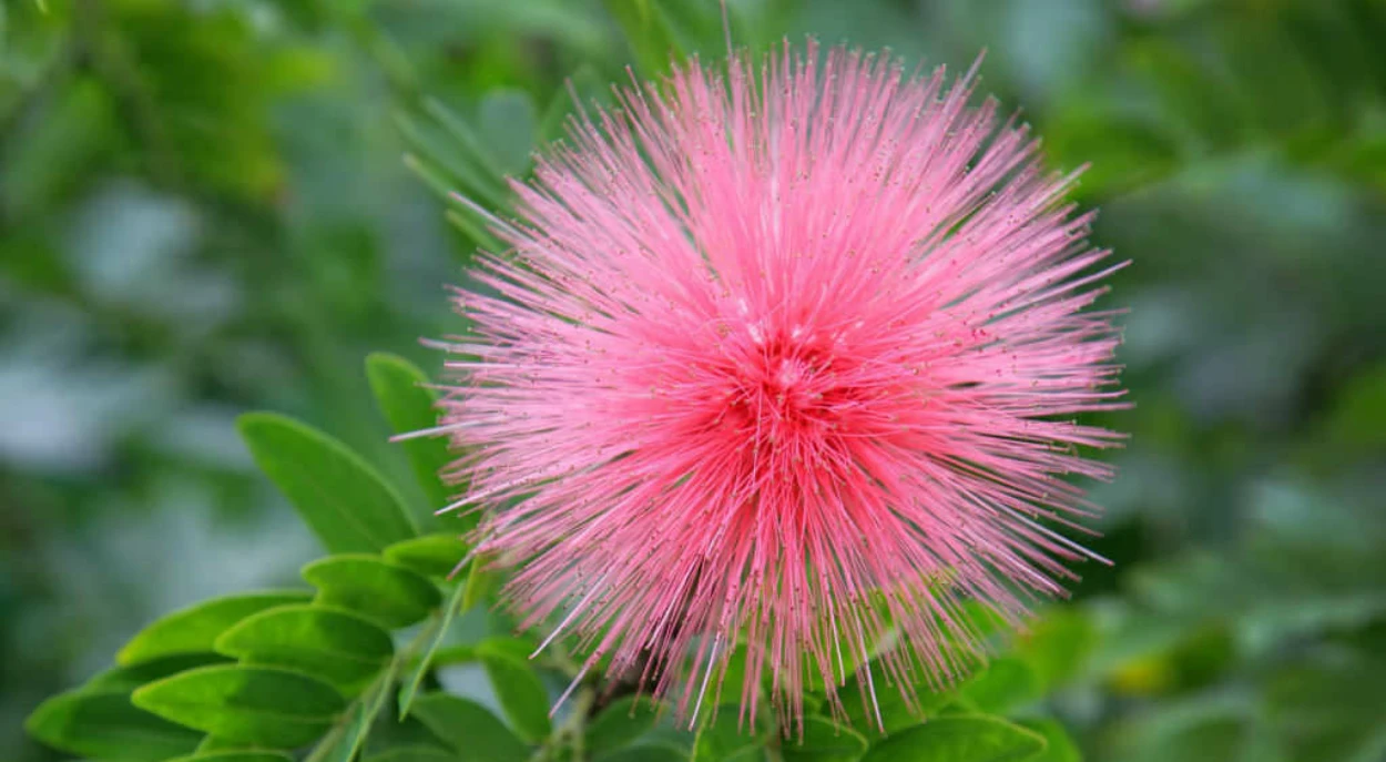 Caliandra flor rosa