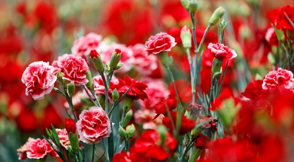 Cravo (Dianthus caryophyllus)