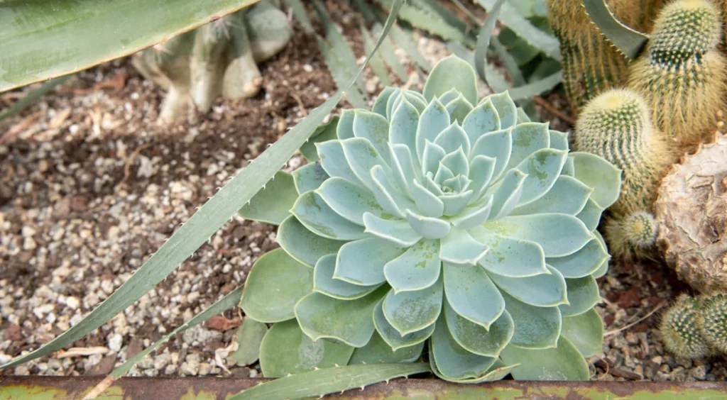 Echeveria suculenta
