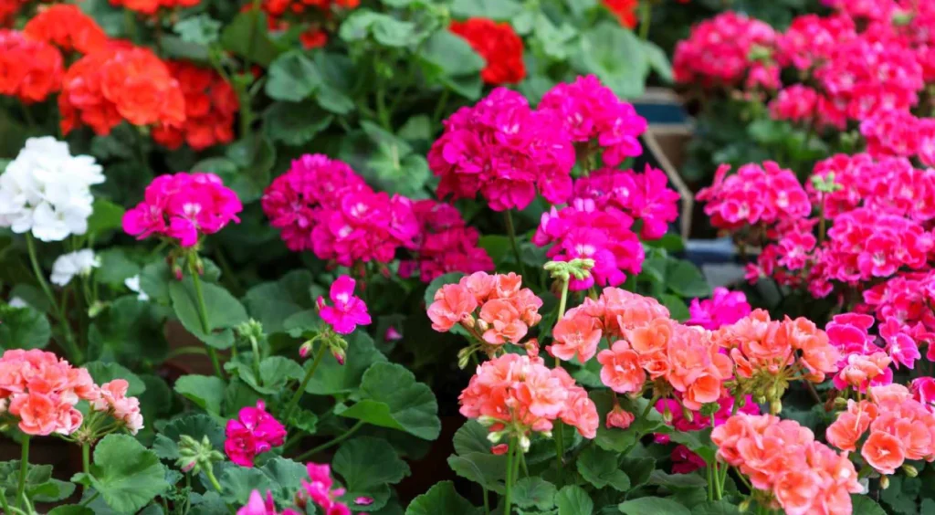 Gerânio (Pelargonium spp.)