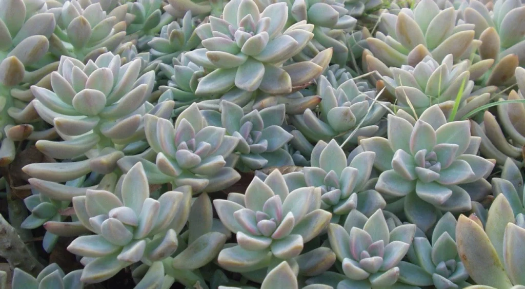 Graptopetalum paraguayense suculenta