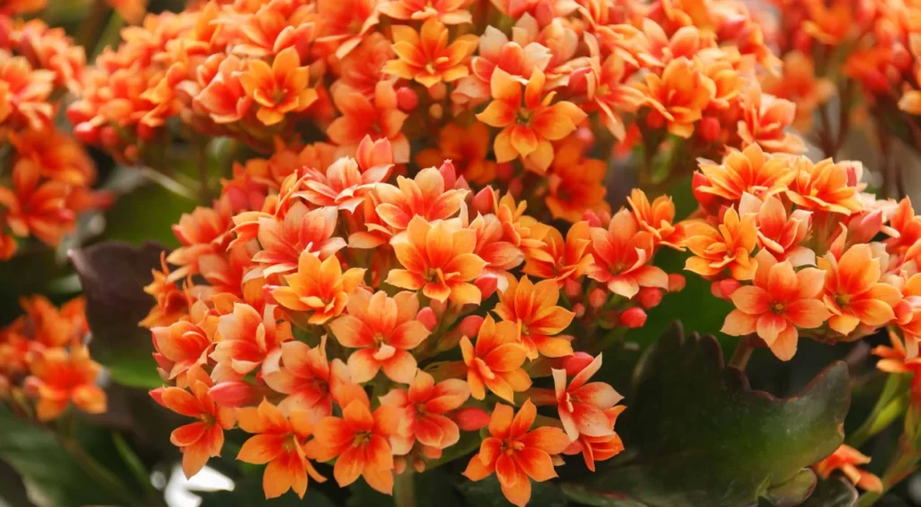 Kalanchoe (Kalanchoe blossfeldiana)