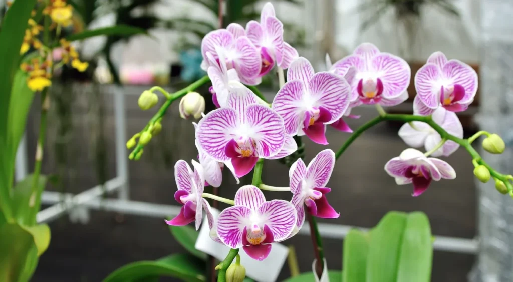 Orquídea 