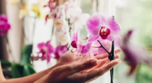 Orquideas 4