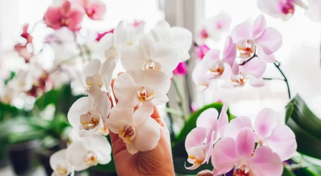 Orquideas
