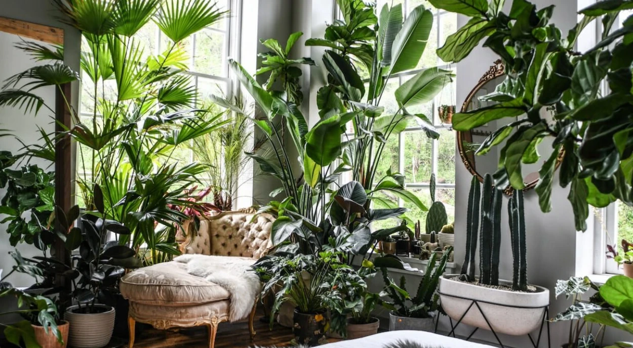 Plantas internas ao lado da janela