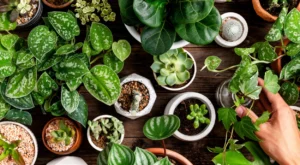 Plantas internas em vasos