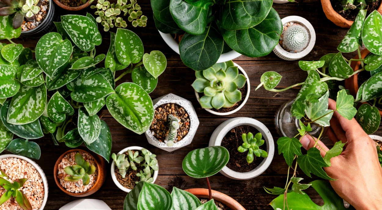 Plantas internas em vasos
