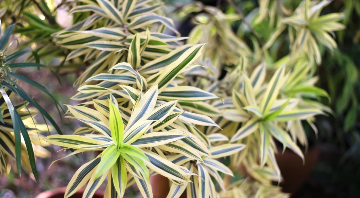 Pleomele variegata no quintal
