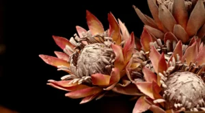 Protea envelhecida