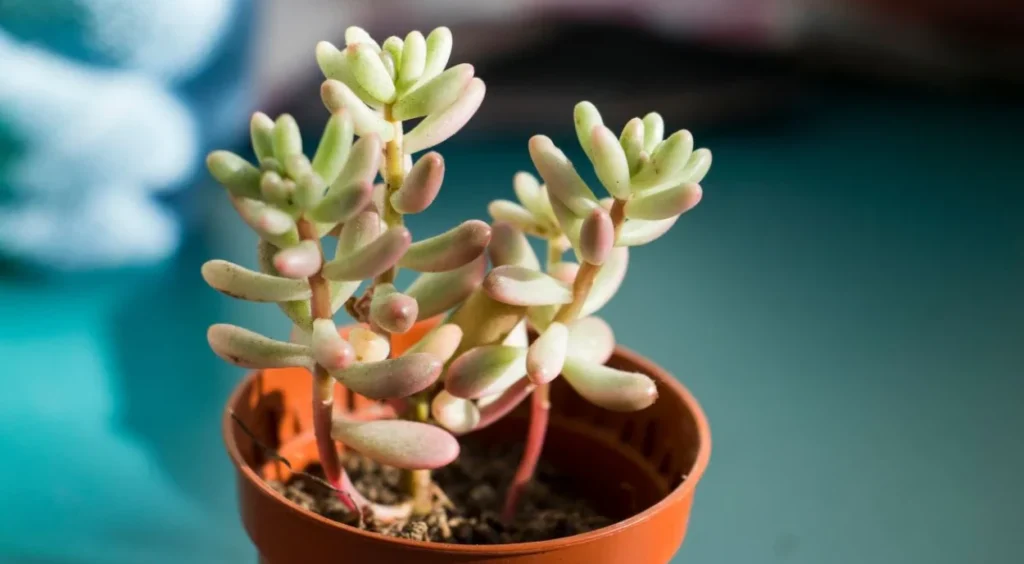 Sedum rubrotinctum suculenta