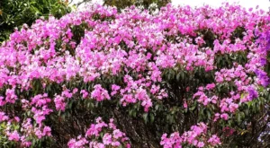 Tibouchina granulosa