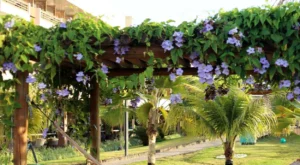Tumbérgia Trepadeira em pergolado de madeira