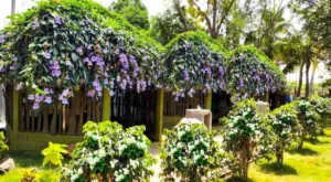 Tumbérgia Trepadeira sobre entrada da casa