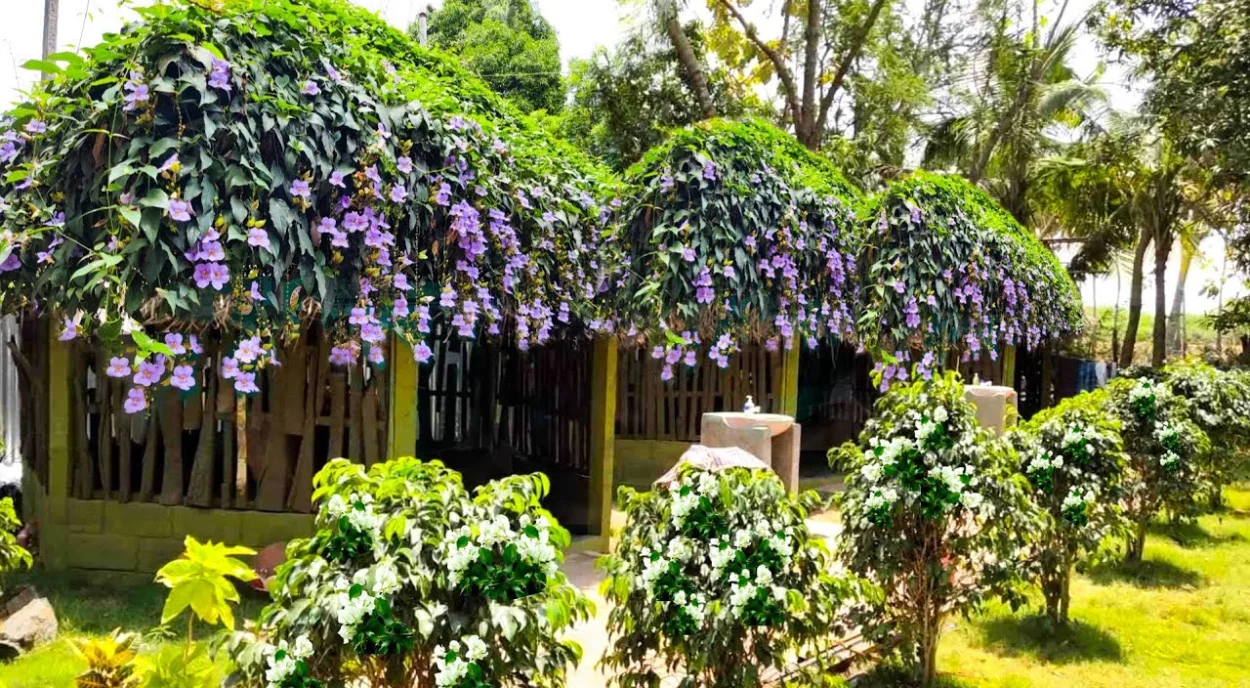 Tumbérgia Trepadeira sobre entrada da casa
