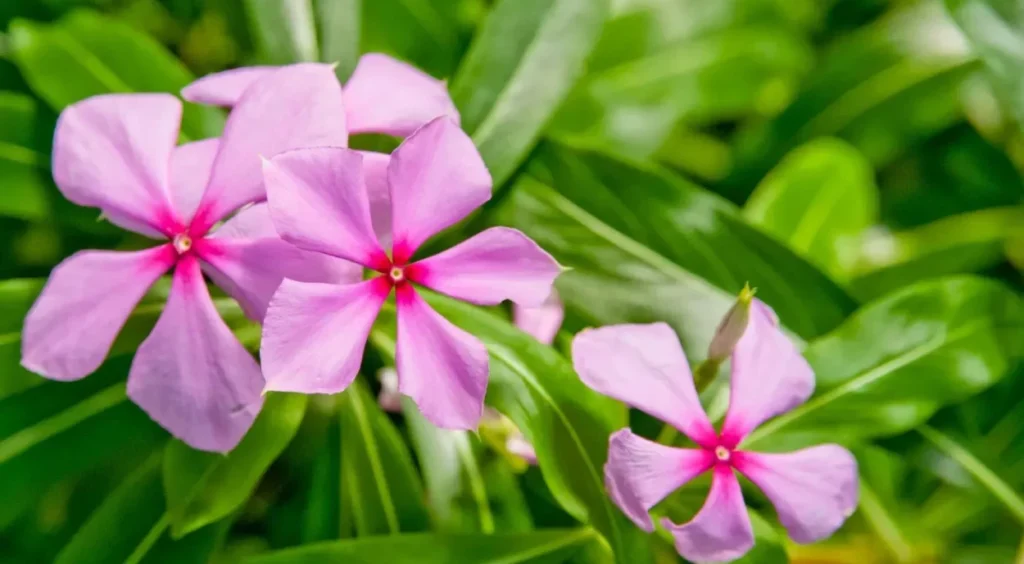 Vinca (Catharanthus roseus)