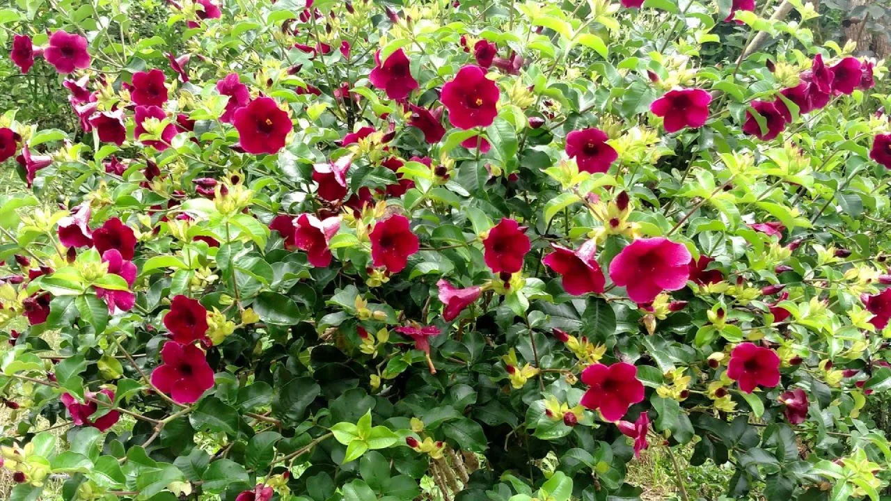 alamanda vermelha