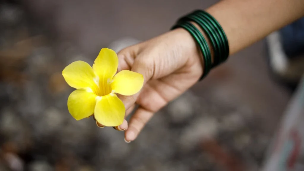 allamanda cathartica