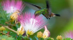 beija-flor e flor Caliandra rosa