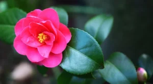camélia flor